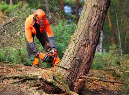 Tree and Shrub Care in Babson Park, FL